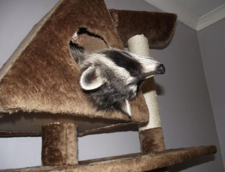 What is your ultimate dream pet?