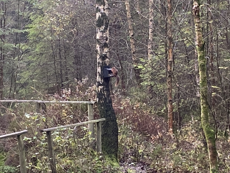 Have you ever seen a red squirrel?