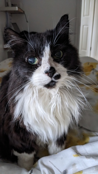 What nice thing did you do for your cat(s) today?