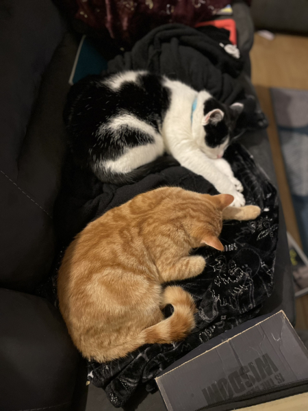 The Very Eventful Lives of the Excellent Cats