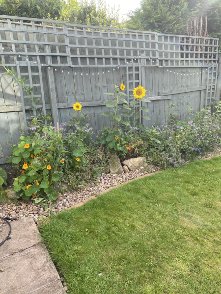 What to do with wildflowers over the winter