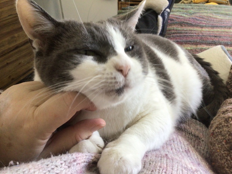 The Very Eventful Lives of the Excellent Cats