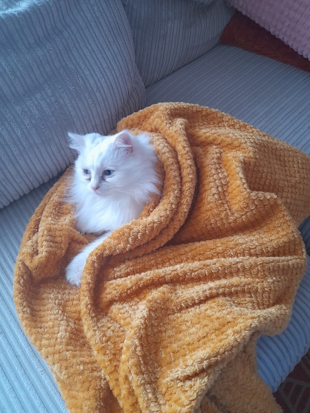 Post your cute kitties 😸