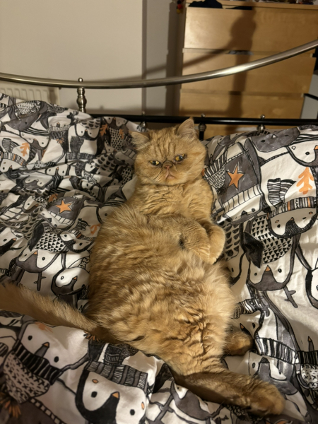 Tart cat.
