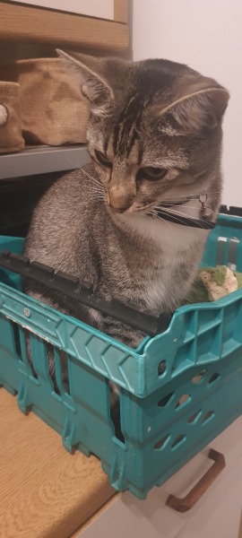 Stage IV cancer? Incurable? Roll up, roll up, this thread is for you!