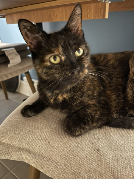 Please can I see pics of your cats?