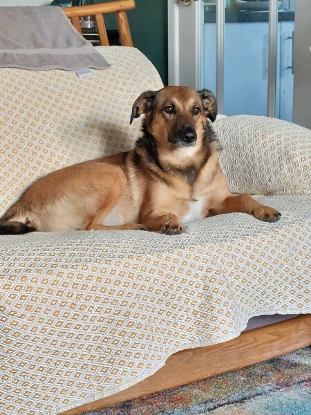 Does anyone else have a mongrel?