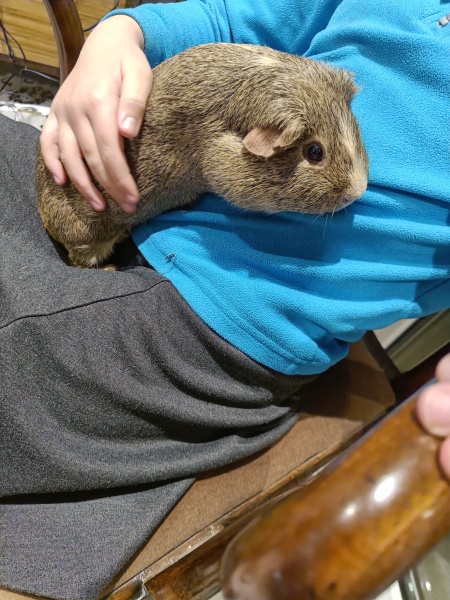 Dying guinea pigs and kids