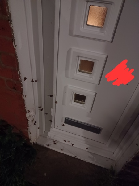 What's with all the snails on my door??!!