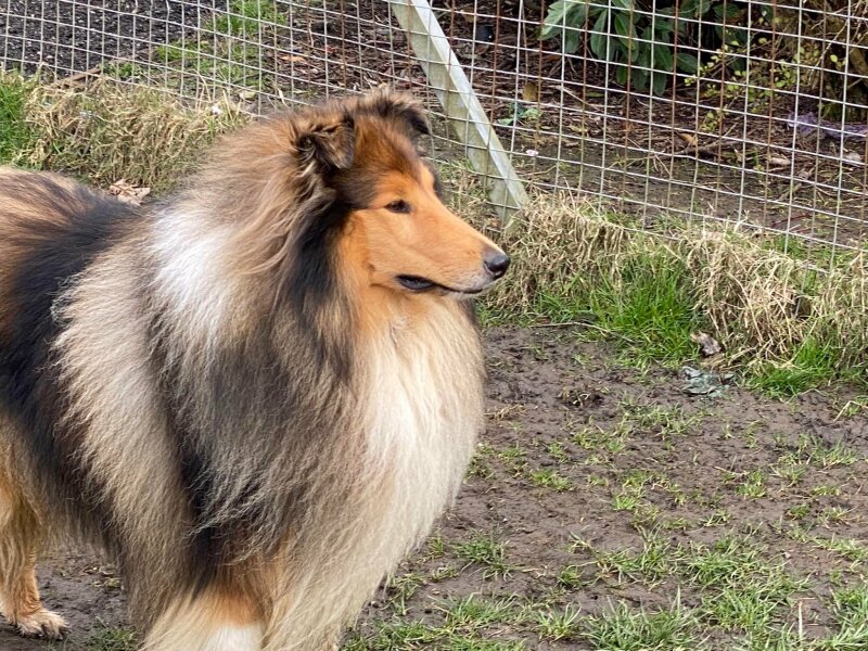 What is your ultimate dream pet?