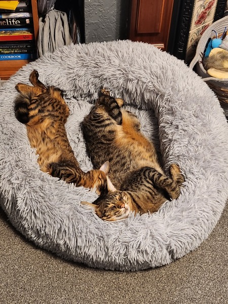 Tart cat.