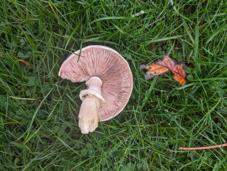 Mushrooms