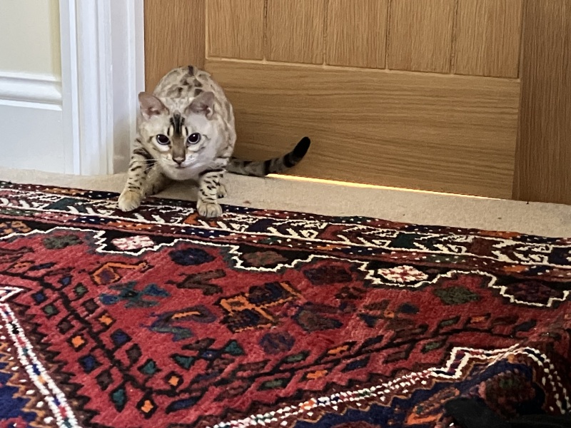 Poll - Your favourite bit of your cat(s)!