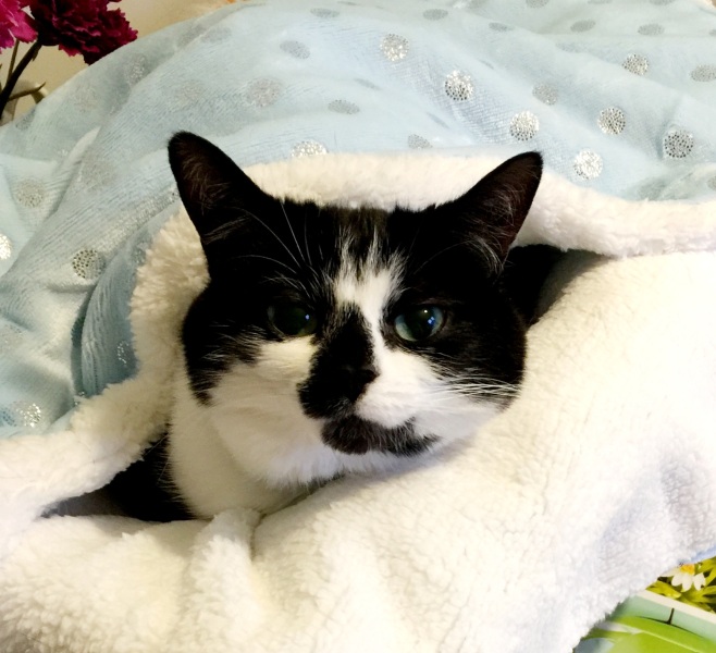 Struggling to give cat medicine