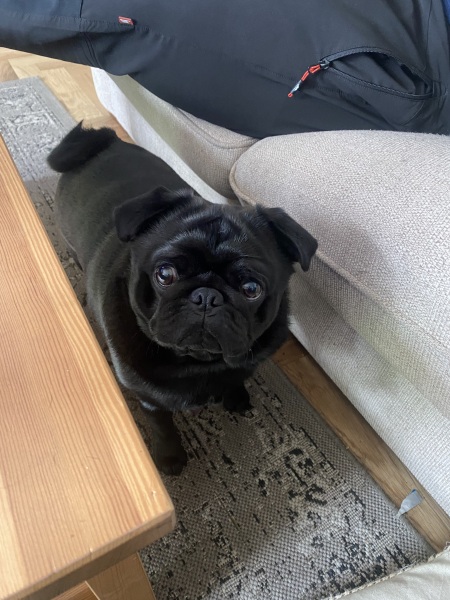 To ask you to come and celebrate your dog with me