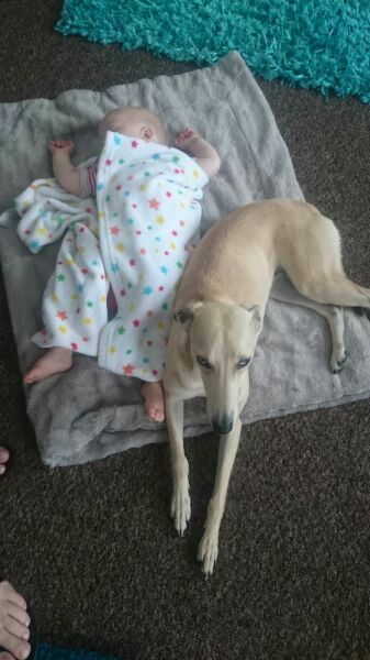 Best breed(s) for a young family?