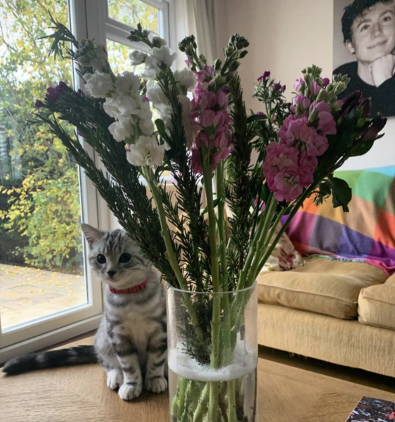 Post your cute kitties 😸
