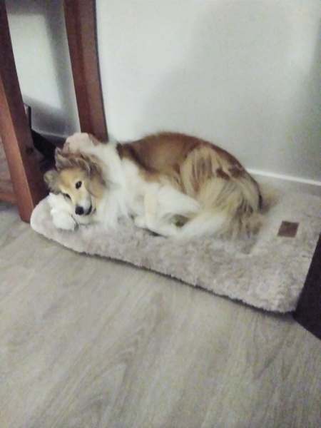 Rough collie, cardigan corgi? Breed info please!