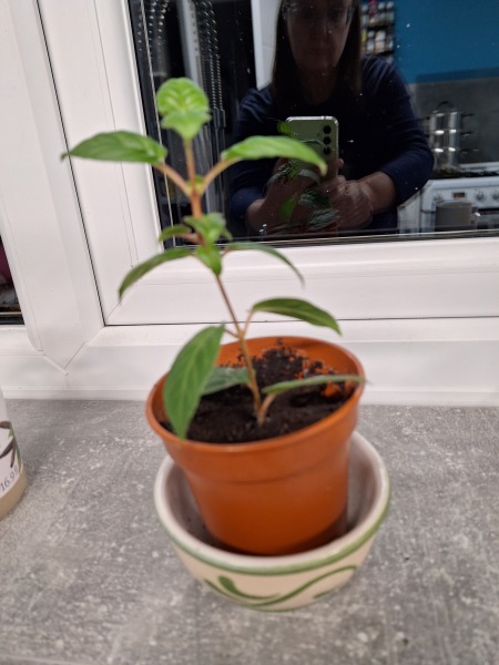 Fuschia cutting taken late