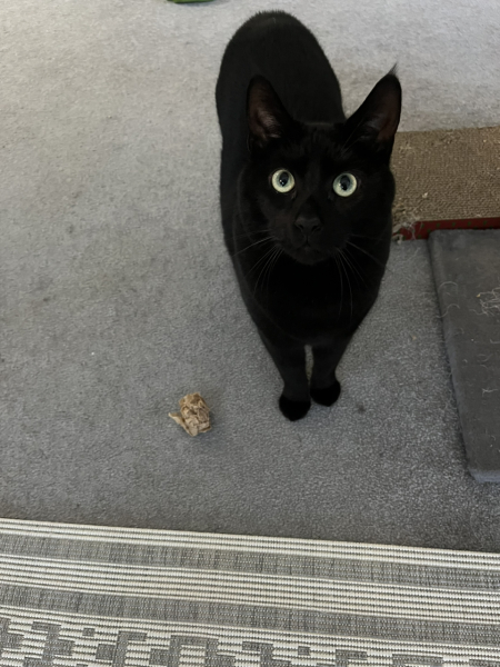 The Very Eventful Lives of the Excellent Cats