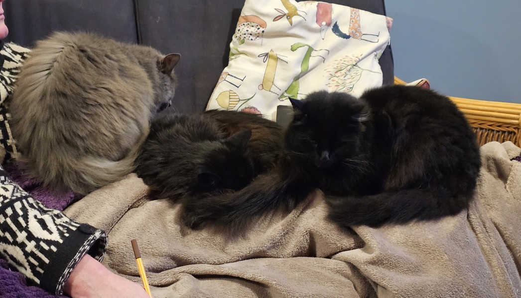 The Very Eventful Lives of the Excellent Cats