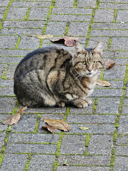 Thug cat part 5 - For he will not do destruction, if he is well-fed, neither will he spit without provocation.