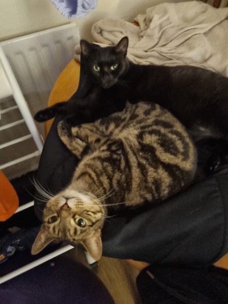 Post your cute kitties 😸