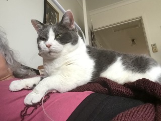 The Very Eventful Lives of the Excellent Cats