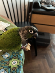 World War 2 Rationing Challenge: too much food?