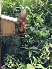 Have you ever seen a red squirrel?