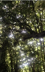 Help please - three 60yr old apple trees in new house