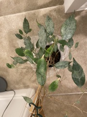 Can anyone diagnose this sick weeping fig?