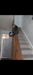 The very hungry kitten