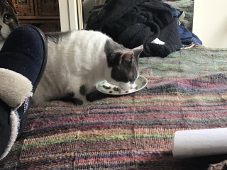 Please can I see pics of your cats?