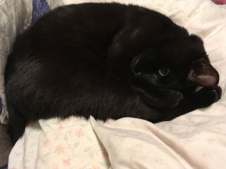 The Very Eventful Lives of the Excellent Cats