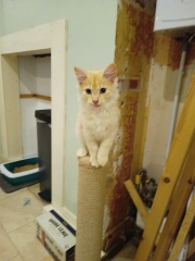 Post your cute kitties 😸
