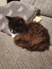 Post your cute kitties 😸