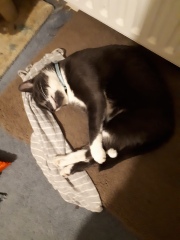my cat ran out the door when I got home, fireworks going off every where
