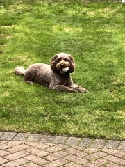 To ask you to come and celebrate your dog with me