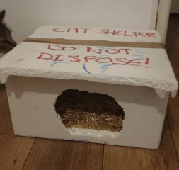 Do cats mind being outside all night?