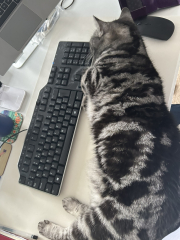 Please can I see pics of your cats?