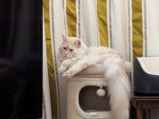 Should I get a cat? (Maine Coon)