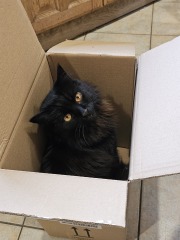 The Very Eventful Lives of the Excellent Cats