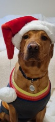 What are you buying your dog for Christmas?