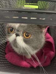 Poll - Your favourite bit of your cat(s)!