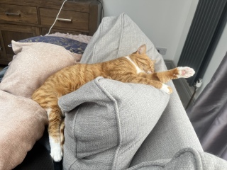 Please can I see pics of your cats?