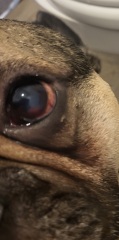 Help! What's wrong with my dogs eye??