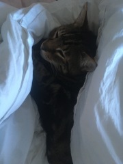 Please can I see pics of your cats?