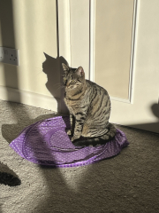 Please can I see pics of your cats?