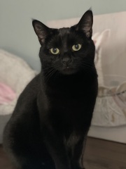 Post your cute kitties 😸
